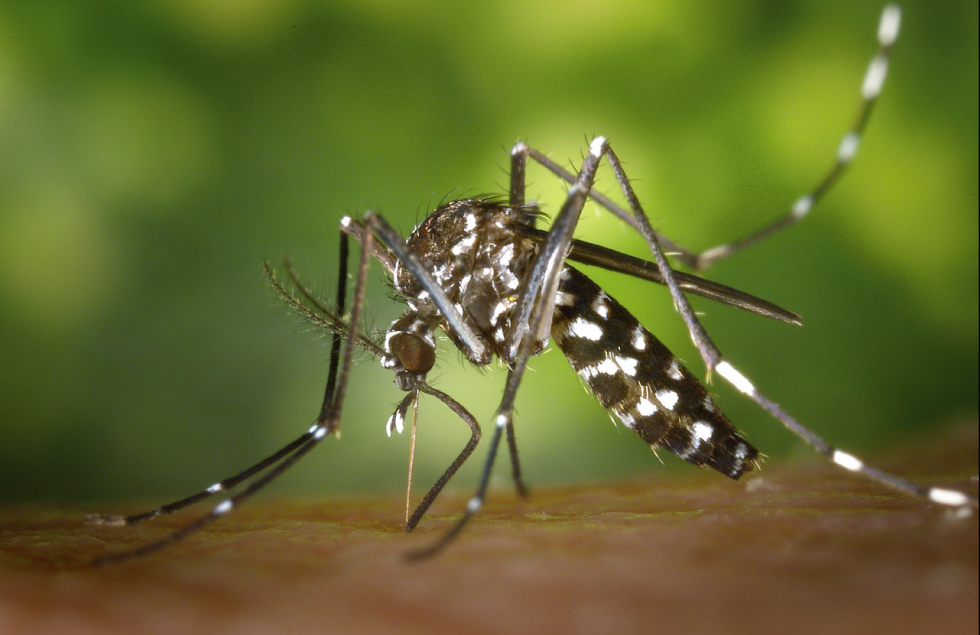 MOSQUITO