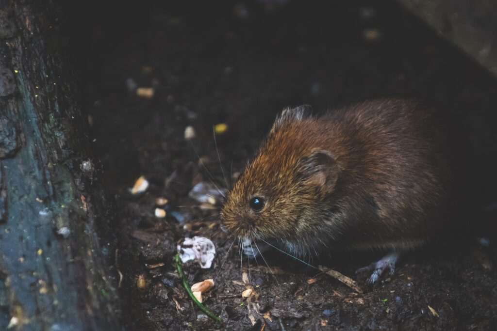 rodent control