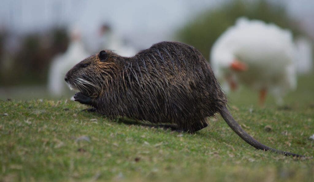 wildlife