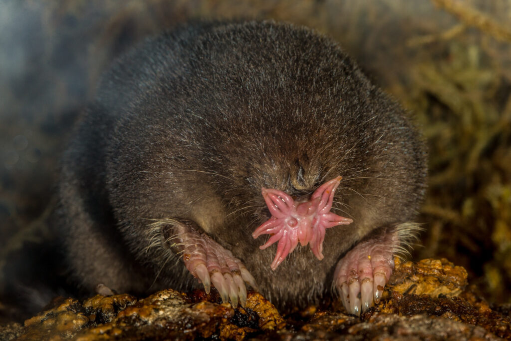 Star Nosed Mole