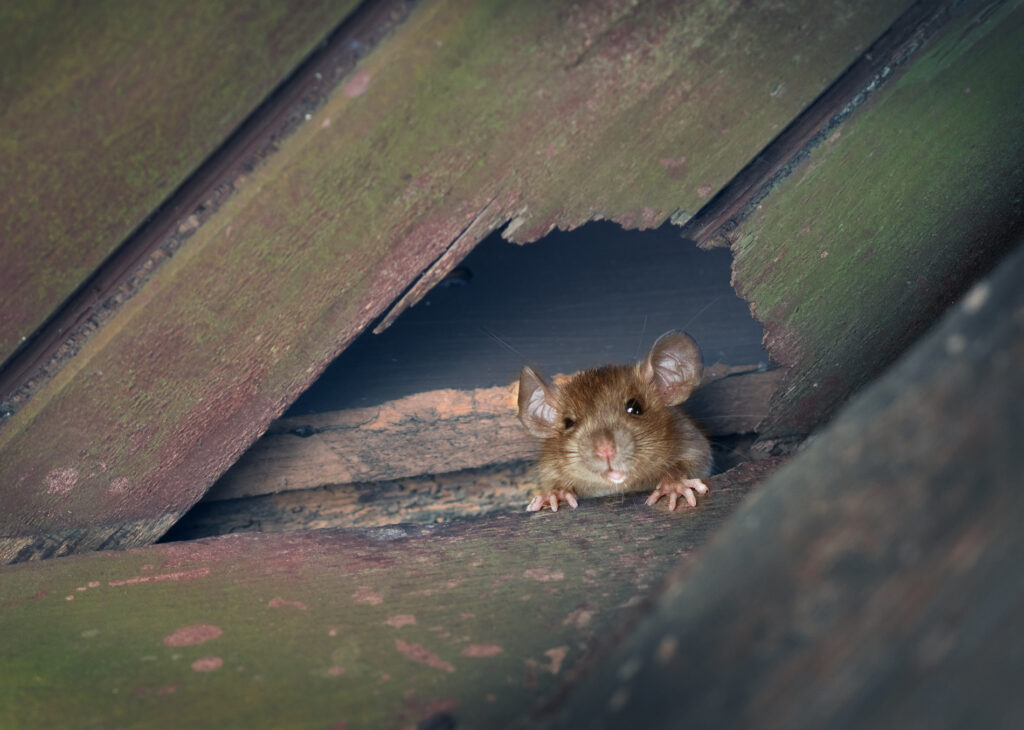 The ship rat, roof rat, or house rat peeps out of a hole in the roof