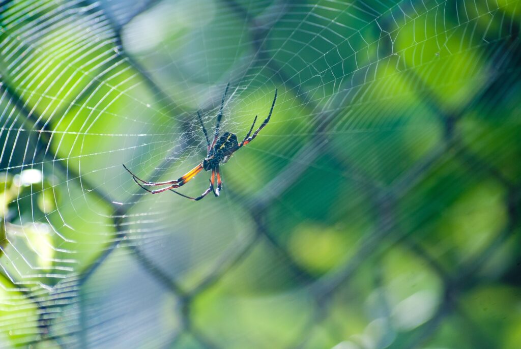 Spider