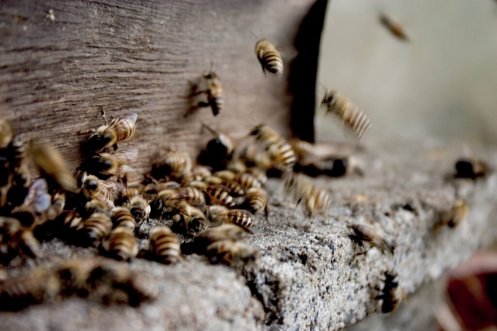 Bees