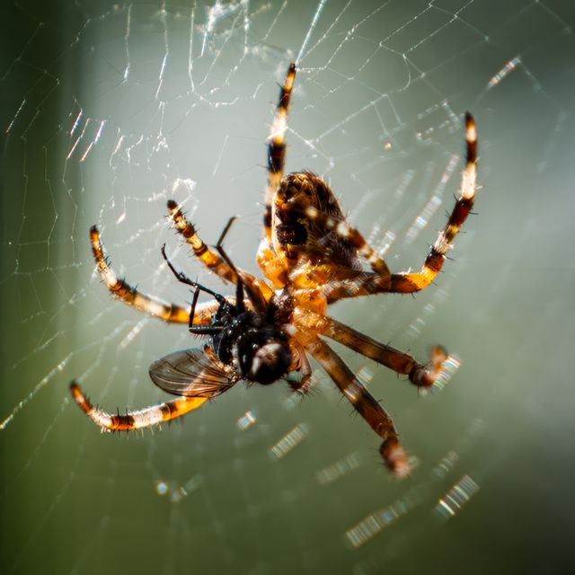 Spider Control
