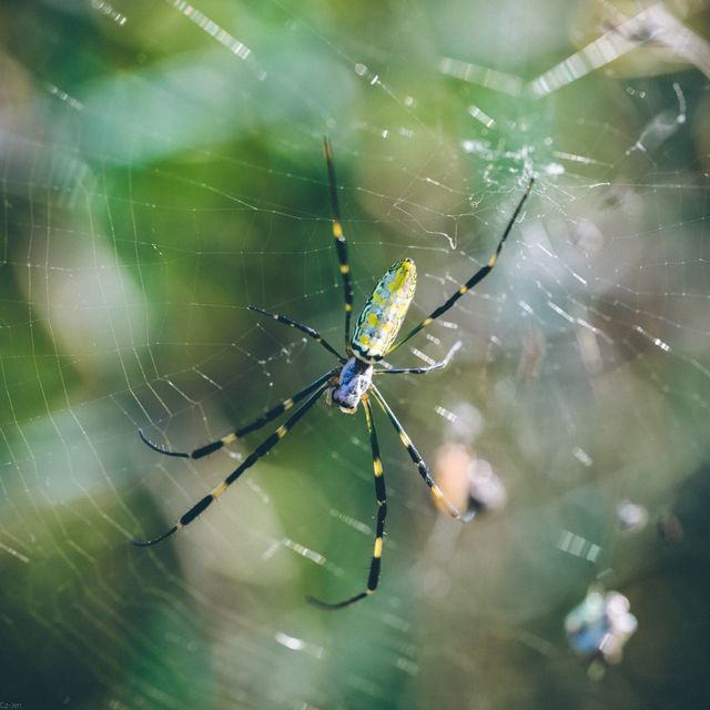 Spider Control near me